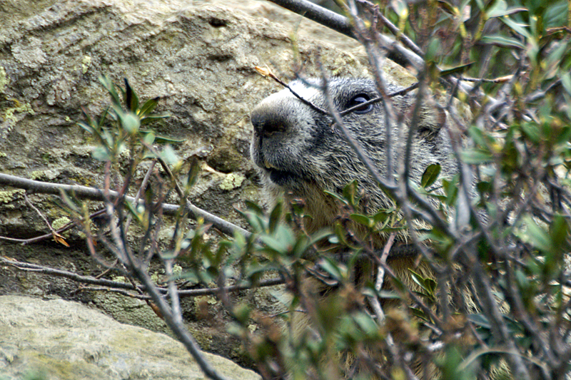 Marmottes et Izards - Marmotte peureuse mais très curieuse
