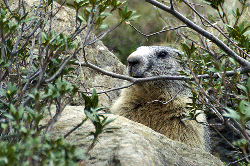 Marmottes et Izards - Marmotte peureuse mais très curieuse
