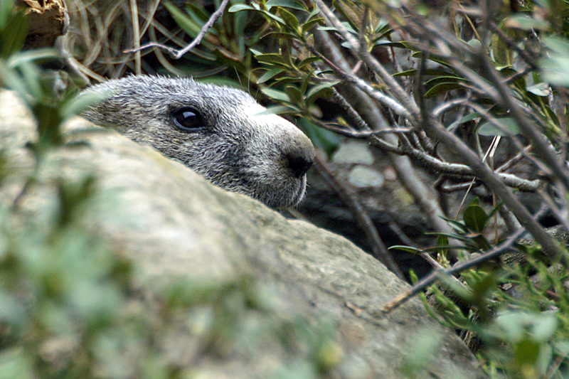 Marmottes et Izards - Marmotte peureuse mais très curieuse