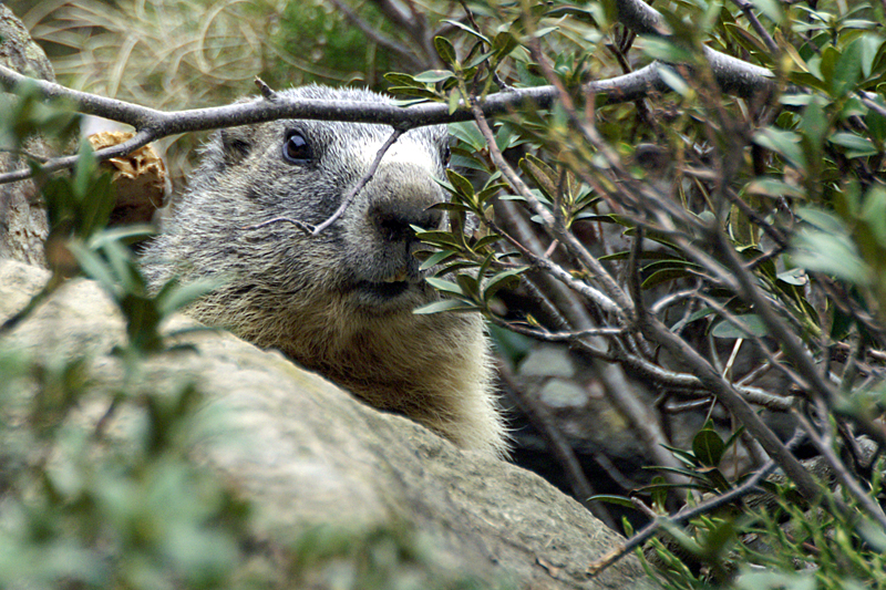 Marmottes et Izards - Marmotte peureuse mais très curieuse