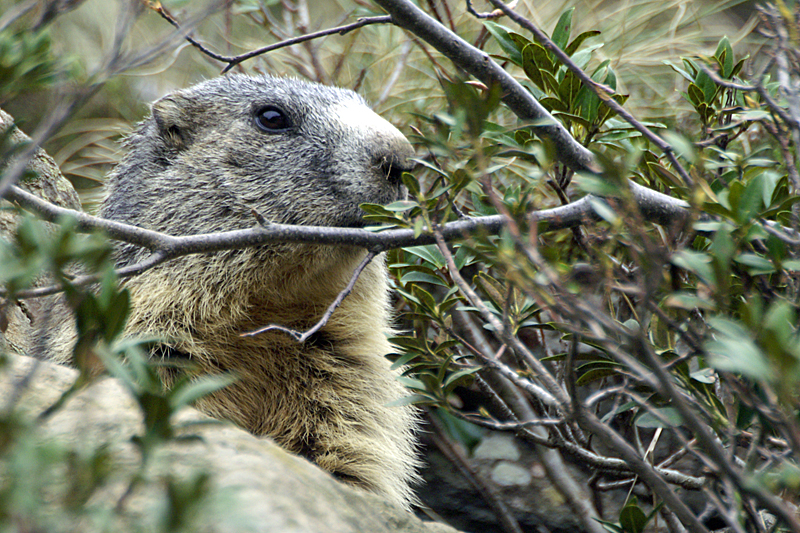 Marmottes et Izards - Marmotte peureuse mais très curieuse