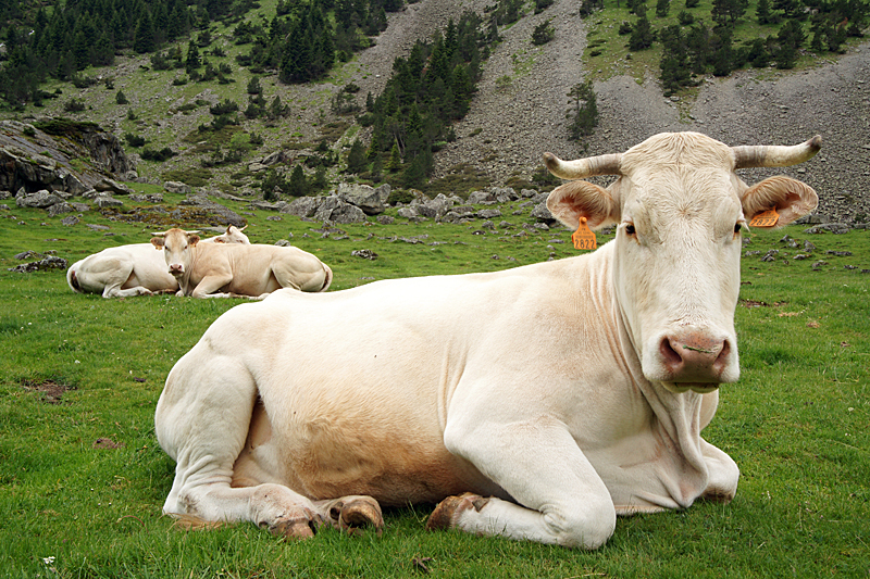 Cauterets - Ruminant des montagnes,[br]vallée du Lutour