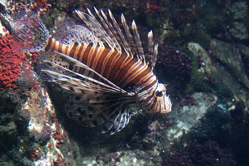 La Rochelle - Poisson lion