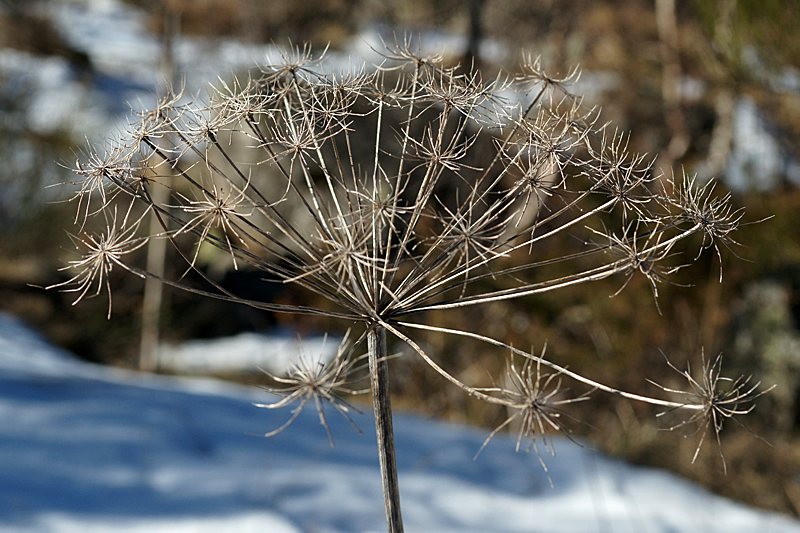 Ruisseau du Quioules - En plein hiver...