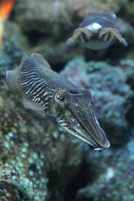 Biarritz - Bayonne - Biarritz - Seiches à l aquarium