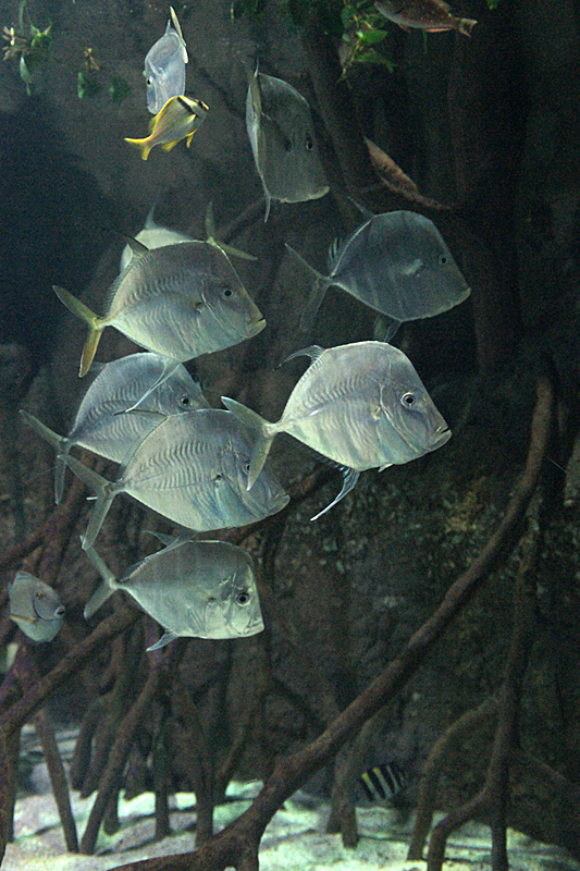 Biarritz - Bayonne - Biarritz - Carangues lunes à l aquarium