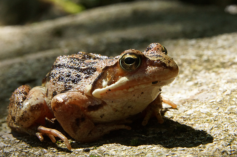 Cascade d Ars - Grenouille