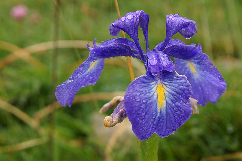 Cirque de Troumouse - Iris bleu, abondant dans le cirque