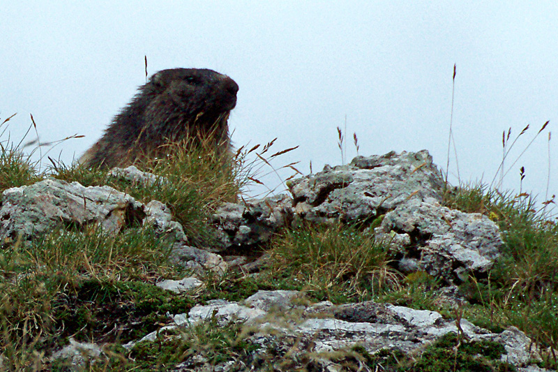 Cirque de Troumouse - Une marmotte farouche, donc de loin, bof...