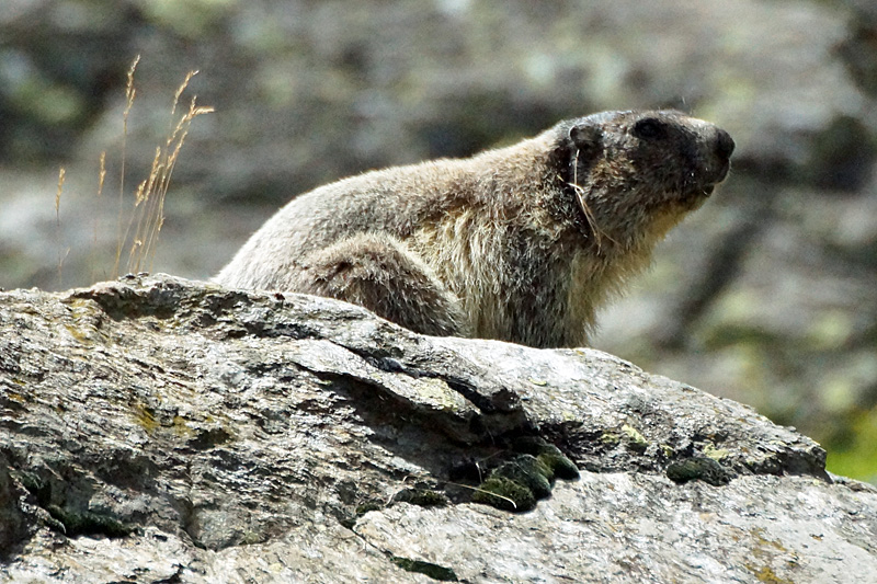 Vallée d Orlu - Marmotte