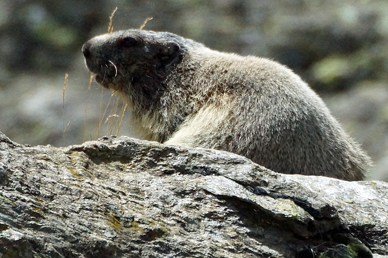 Vallée d Orlu - Marmotte