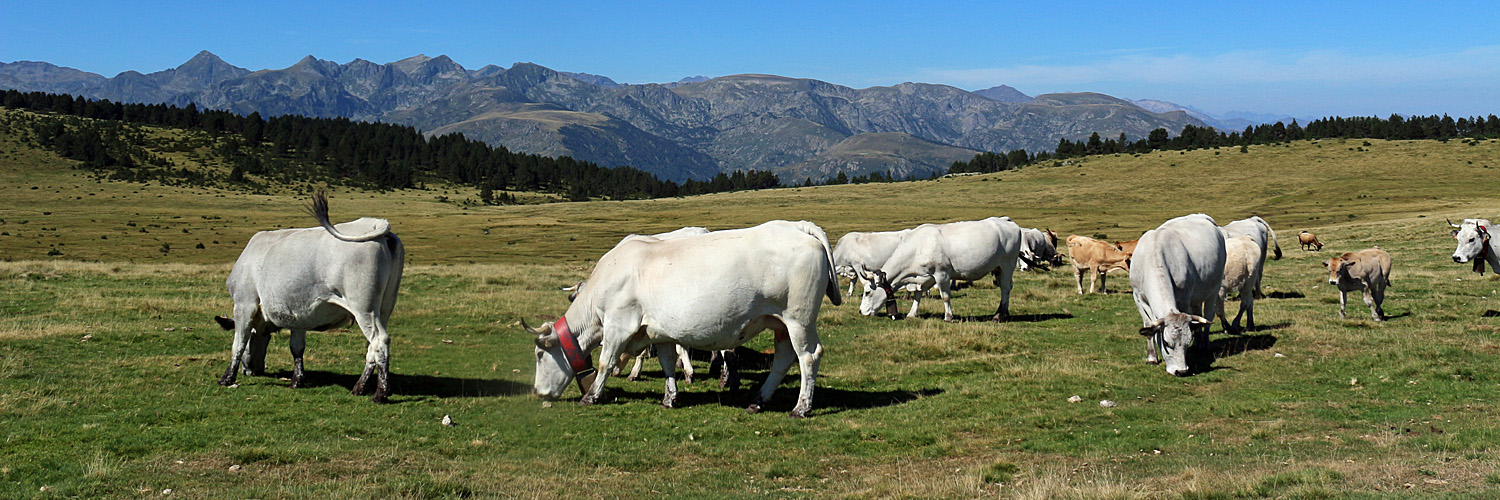 Plateau de Beille - Quelques ruminants et le massif de l Aston