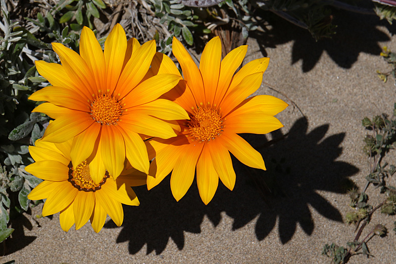 Une journée dans l Aude - Gazanias en bord de plage à Gruissan