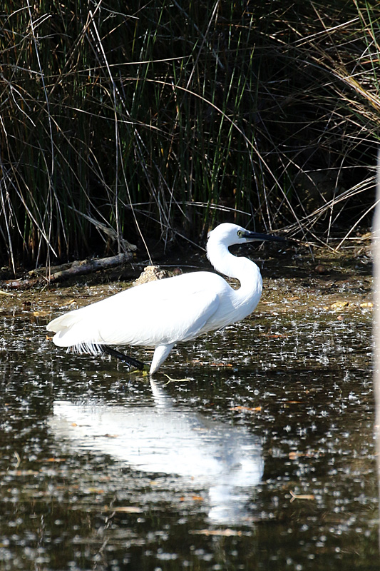 Réserve du Teich - 12h45 : aigrette garzette