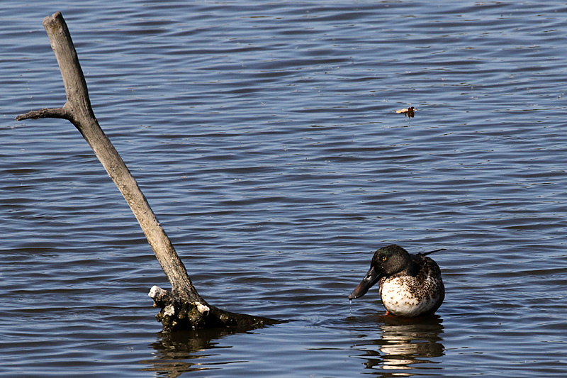 Réserve du Teich - 13h28 : canard souchet