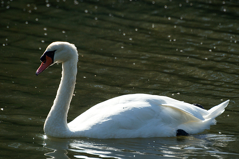 Réserve du Teich - 13h20 : cygne tuberculé