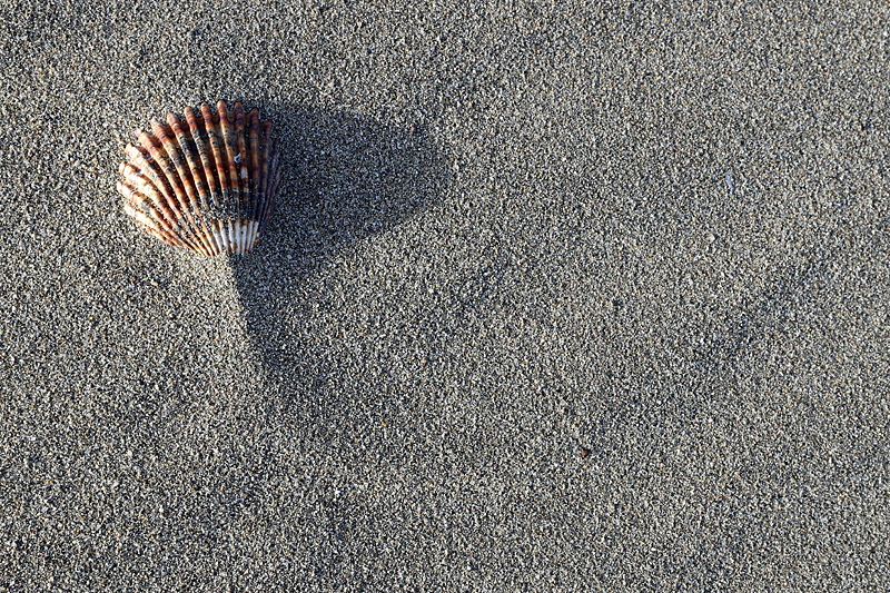 Balade audoise - Coquillage...