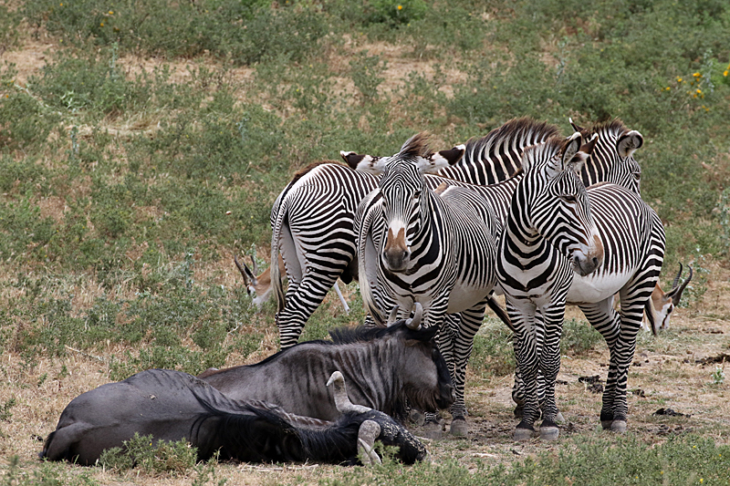 Safari à Sigean - Zèbres de Grevy & gnous à queue noire