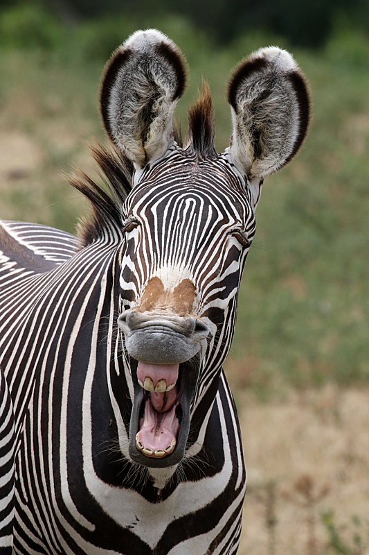 Safari à Sigean - Zèbre de Grevy
