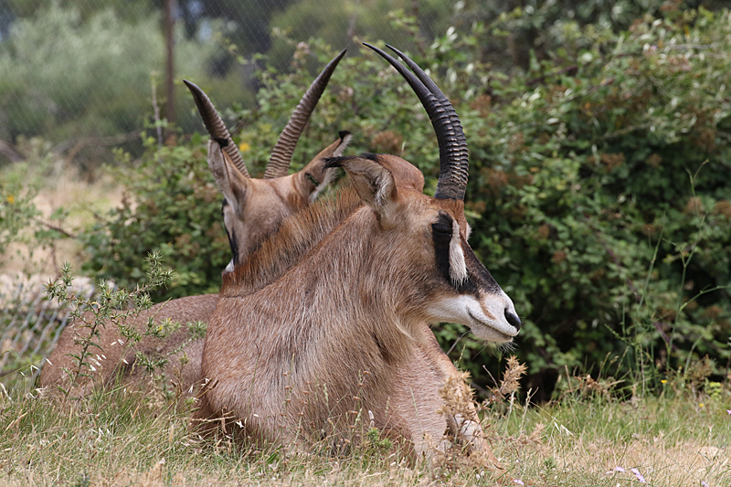 Safari à Sigean - Antilopes rouannes