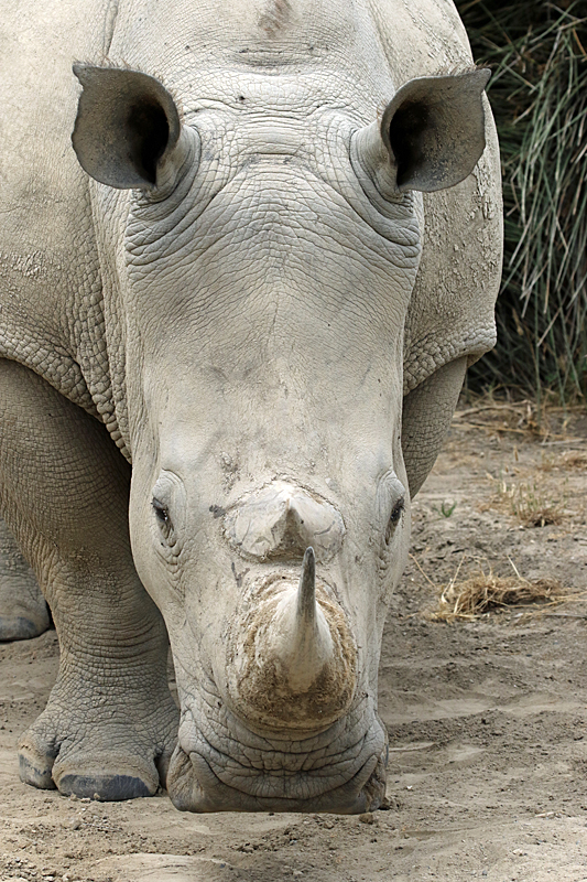 Safari à Sigean - Rhinocéros blanc
