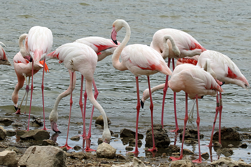Safari à Sigean - Flamants roses