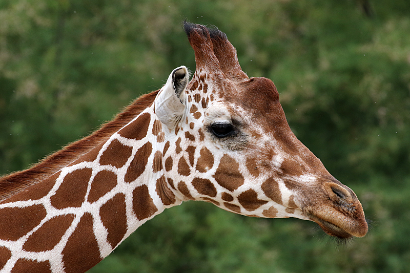 Safari à Sigean - Girafe