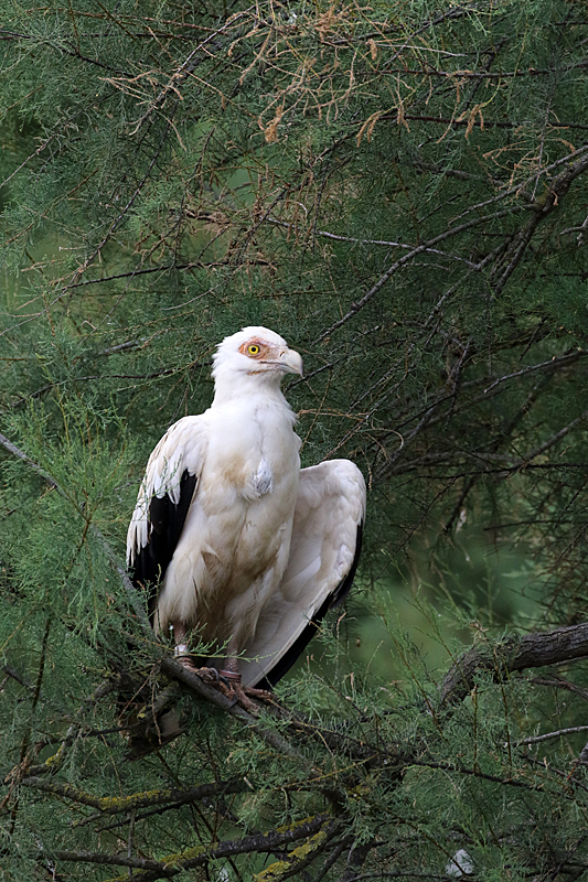 Safari à Sigean - Vautour palmiste