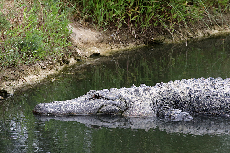 Safari à Sigean - Alligator