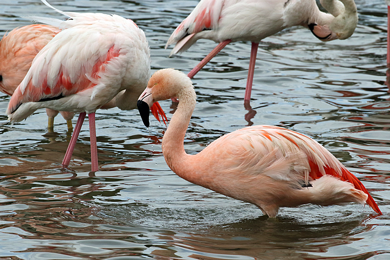 Safari à Sigean - Flamants roses