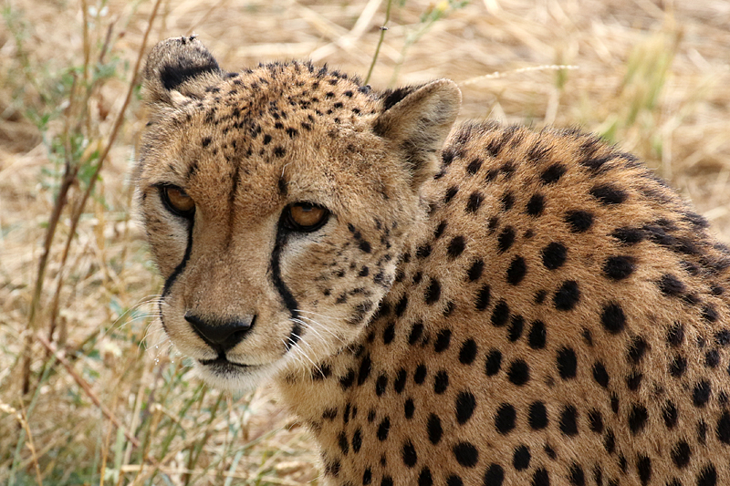 Safari à Sigean - Guépard