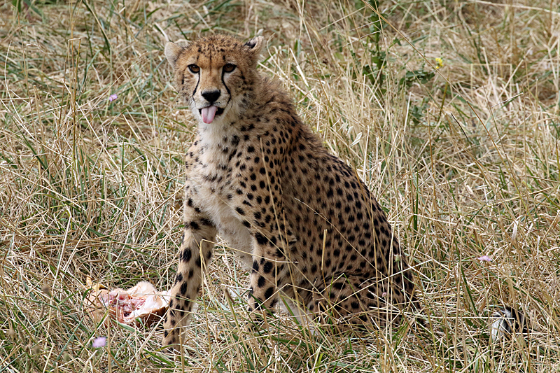 Safari à Sigean - Guépard et son repas
