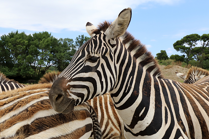 Safari à Sigean - Zèbre de Grant
