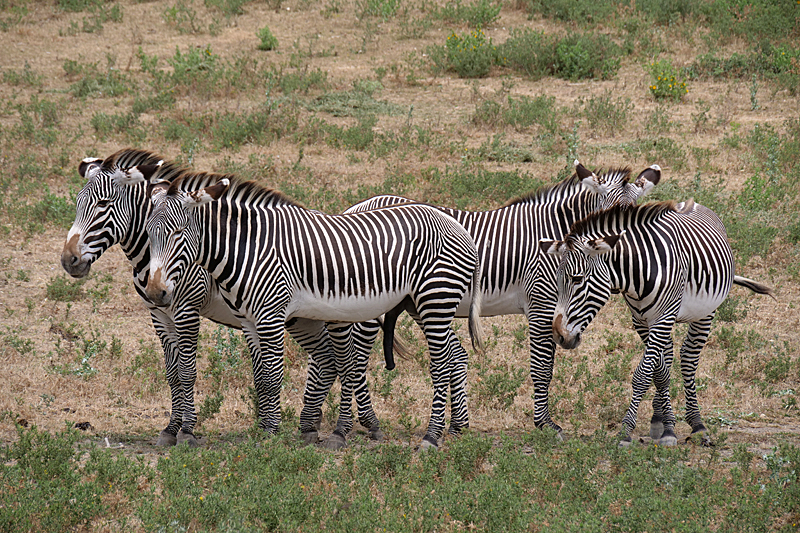 Safari à Sigean - Zèbres de Grevy