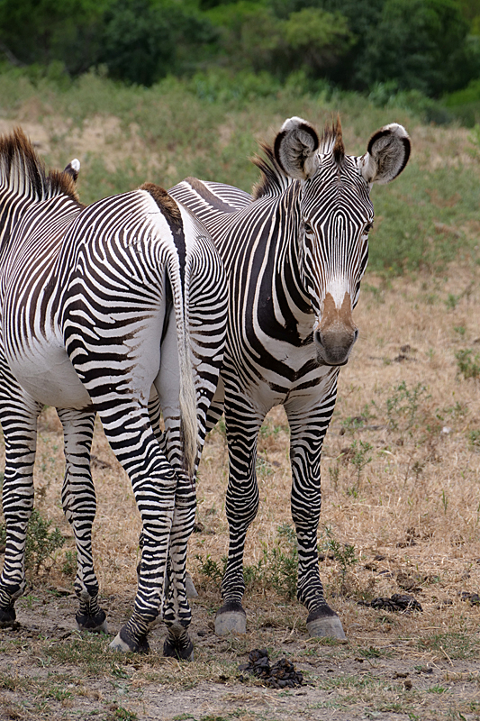 Safari à Sigean - Zèbres de Grevy