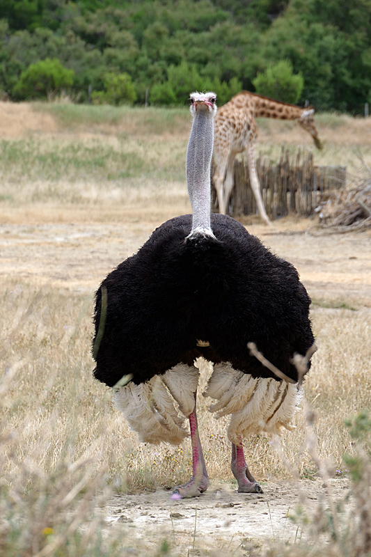 Safari à Sigean - Autruche