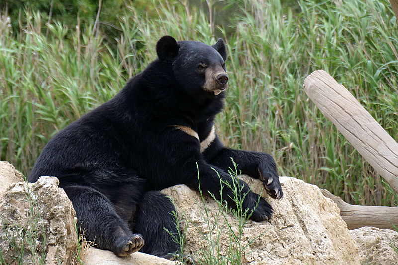 Safari à Sigean - Ours du Tibet