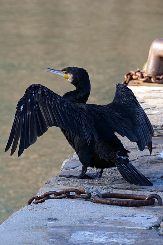 Méditerranée ! - Grand cormoran