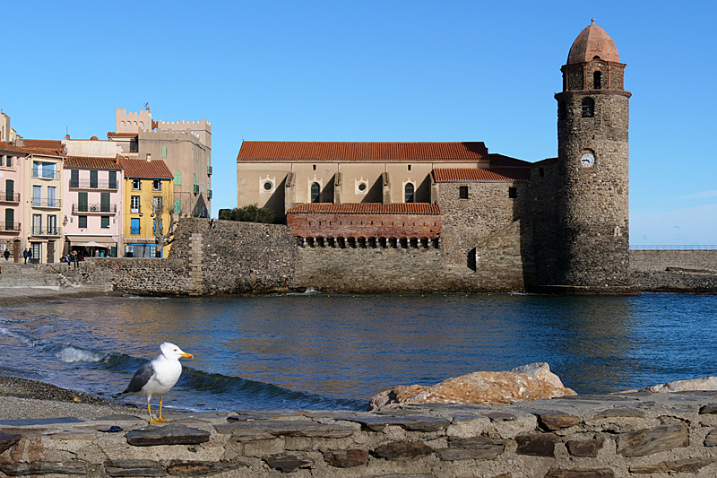 Méditerranée ! - Eglise de Collioure & un goéland argenté