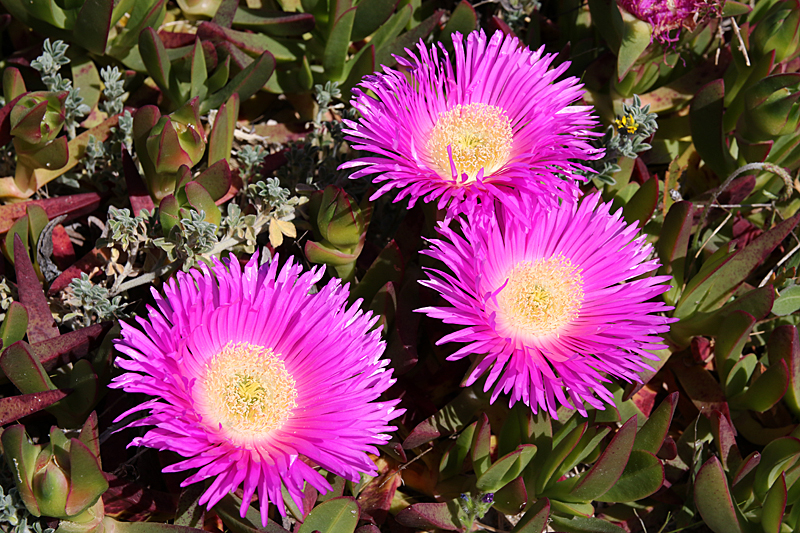 Entre Aude et Pyrénées Orientales - Fleurs de doigts de sorcière