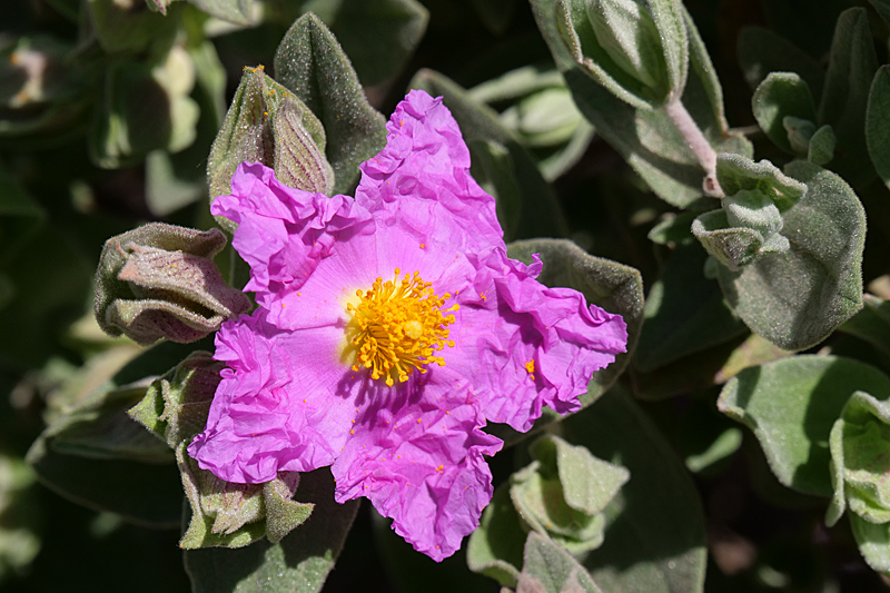 Entre Aude et Pyrénées Orientales - Fleur de ciste cotonneux