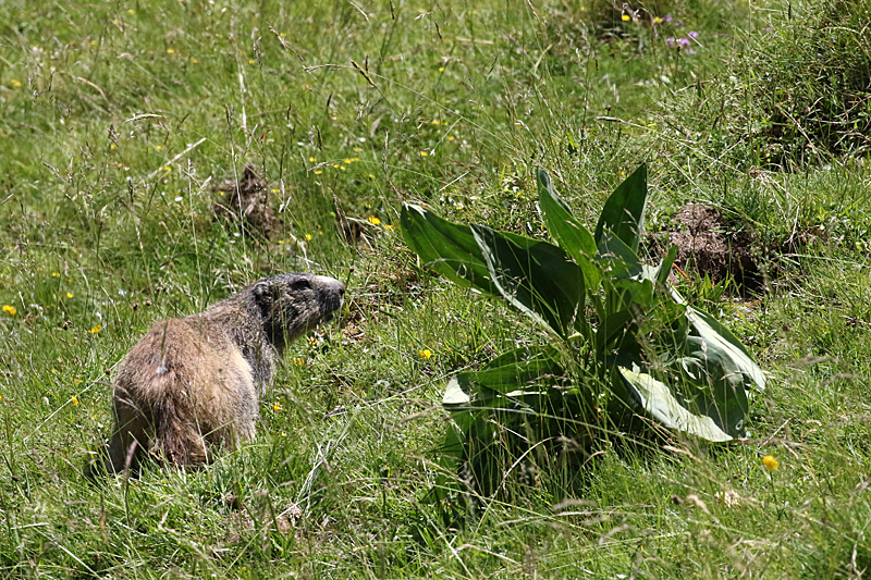 Vallée d Orlu - La faune sauvage de la vallée : marmotte