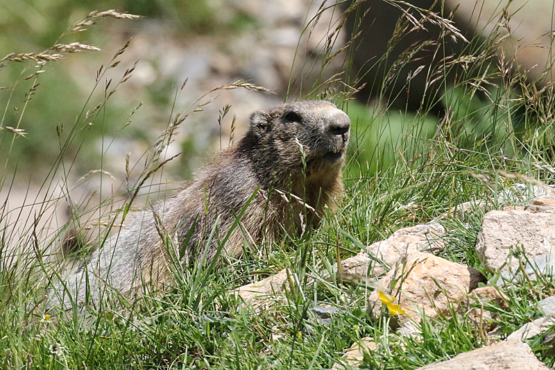 Vallée d Orlu - La faune sauvage de la vallée : marmotte