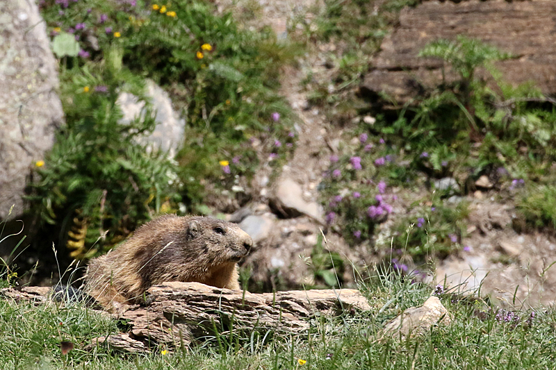 Vallée d Orlu - La faune sauvage de la vallée : marmotte