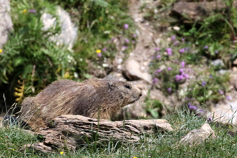 Vallée d Orlu - La faune sauvage de la vallée : marmotte