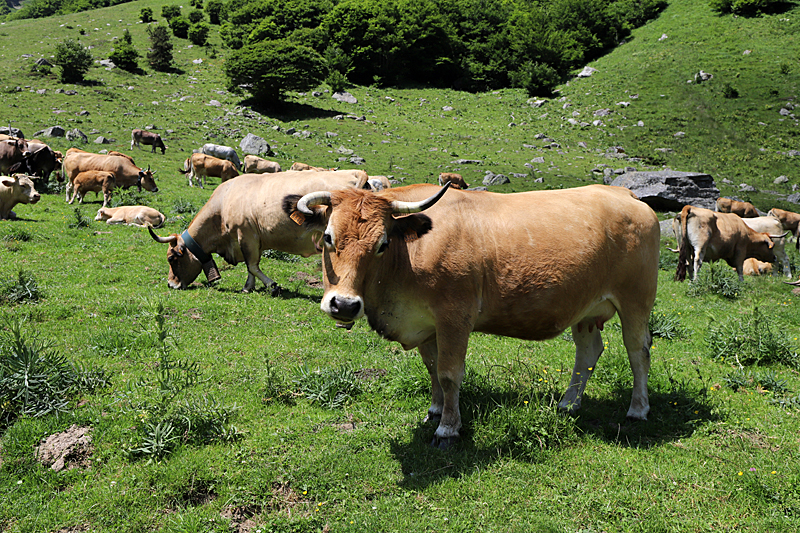 Vallée d Orlu - La faune domestique de la vallée