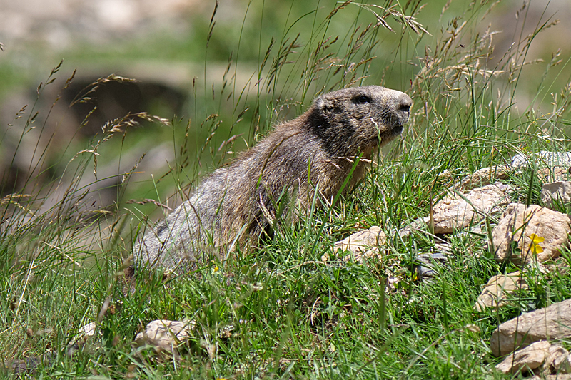 Vallée d Orlu - La faune sauvage de la vallée : marmotte