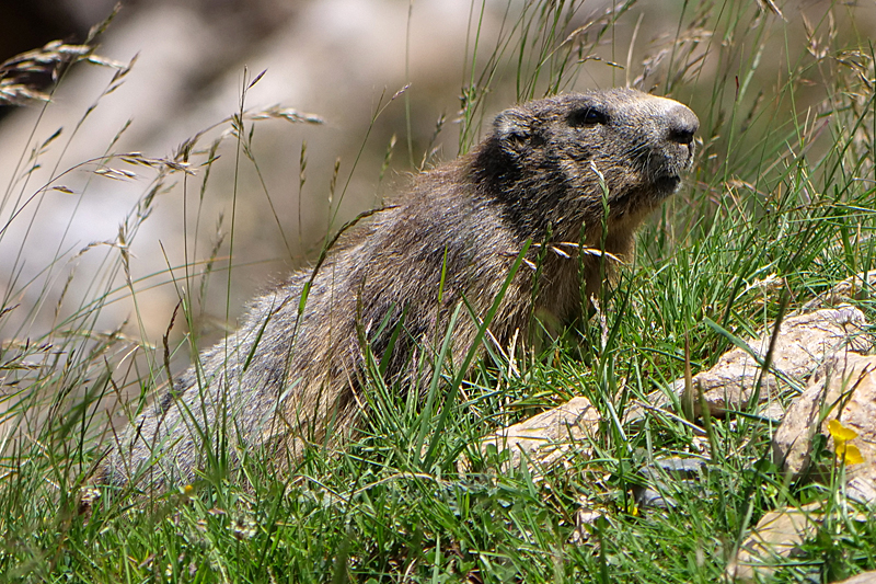 Vallée d Orlu - La faune sauvage de la vallée : marmotte
