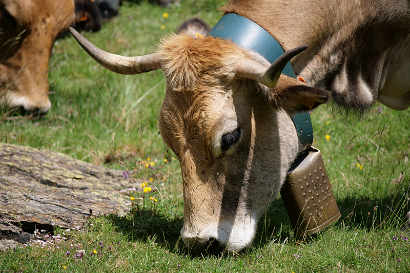 Vallée d Orlu - La faune domestique de la vallée
