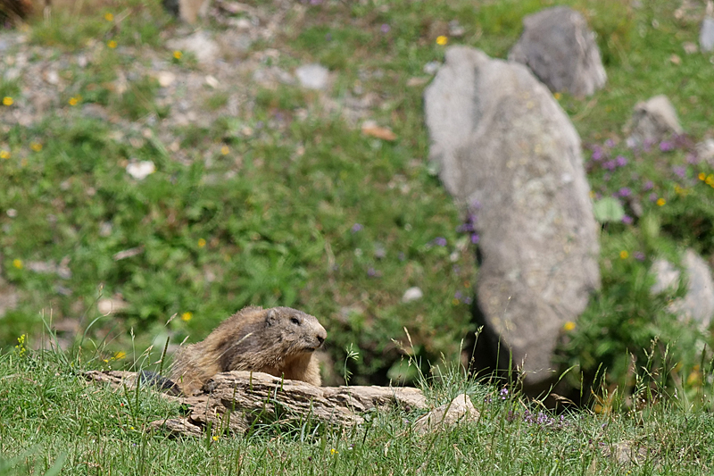 Vallée d Orlu - La faune sauvage de la vallée : marmotte